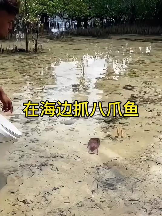 在海边抓八爪鱼