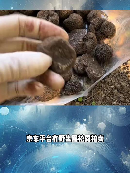 巴掌大黑松露拍卖受捧 肠道益生元价值才是核心