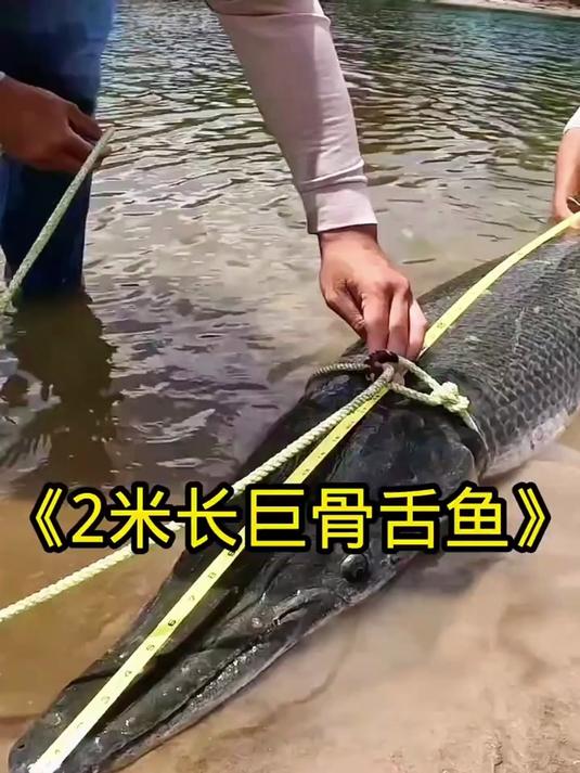 女人钓到一条巨型巨骨舌鱼,差点把女人都拉进河里,太危险了