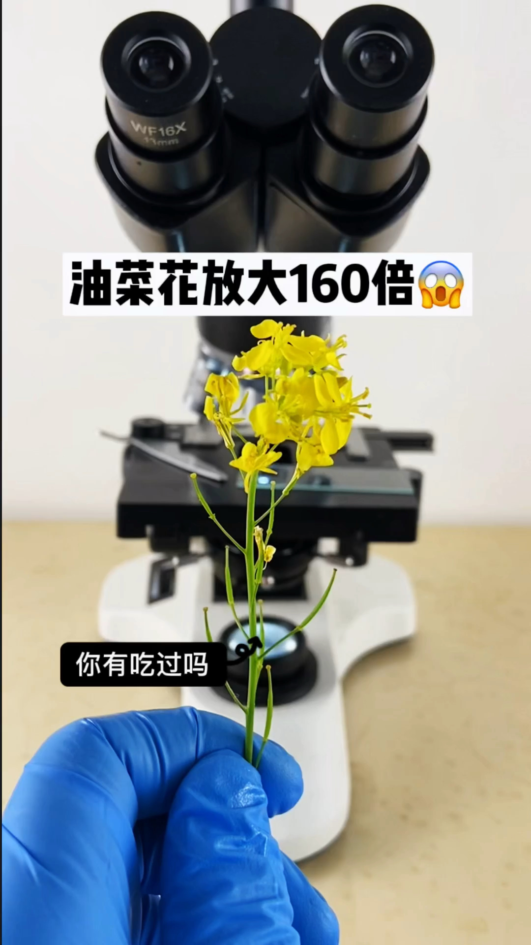 油菜花放大160倍看看是什么样子的
