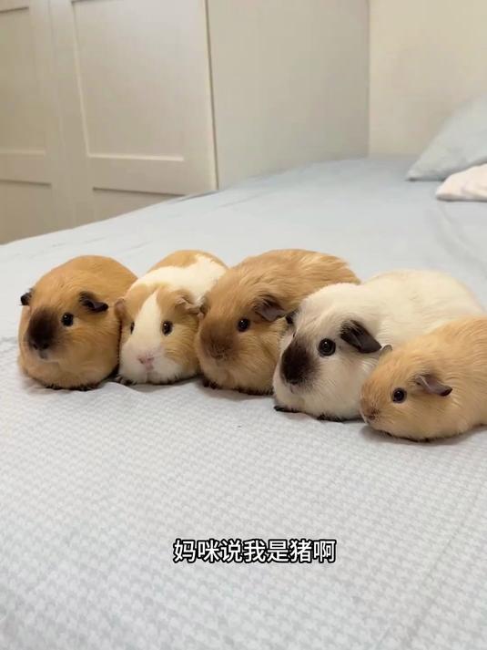 妈咪说我是猪!我就是妈咪养的可爱猪!
