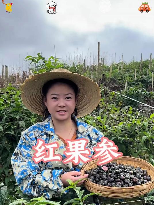 云南红果参也叫蜘蛛果算盘果你有吃过了吗?