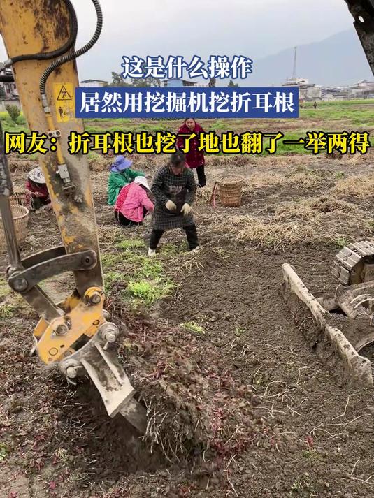 这是什么操作,居然用挖掘机挖折耳根