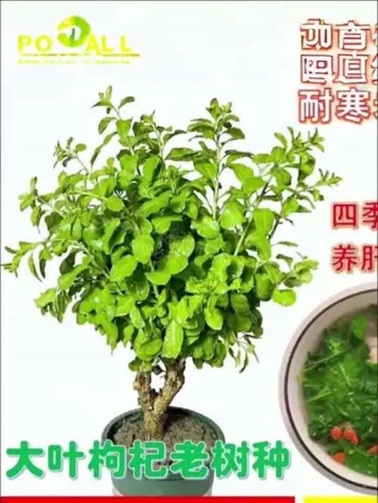 耐寒枸杞菜苗新鲜上市,可食可盆栽,助力农业种植