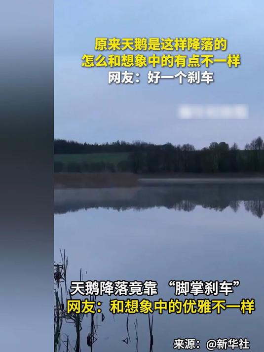 天鹅降落竟靠 “脚掌刹车” 网友：和想象中的优雅不一样