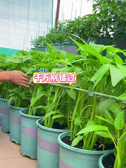分享空心菜种植小妙招,三叉空心菜,多茬采摘,是热门蔬菜