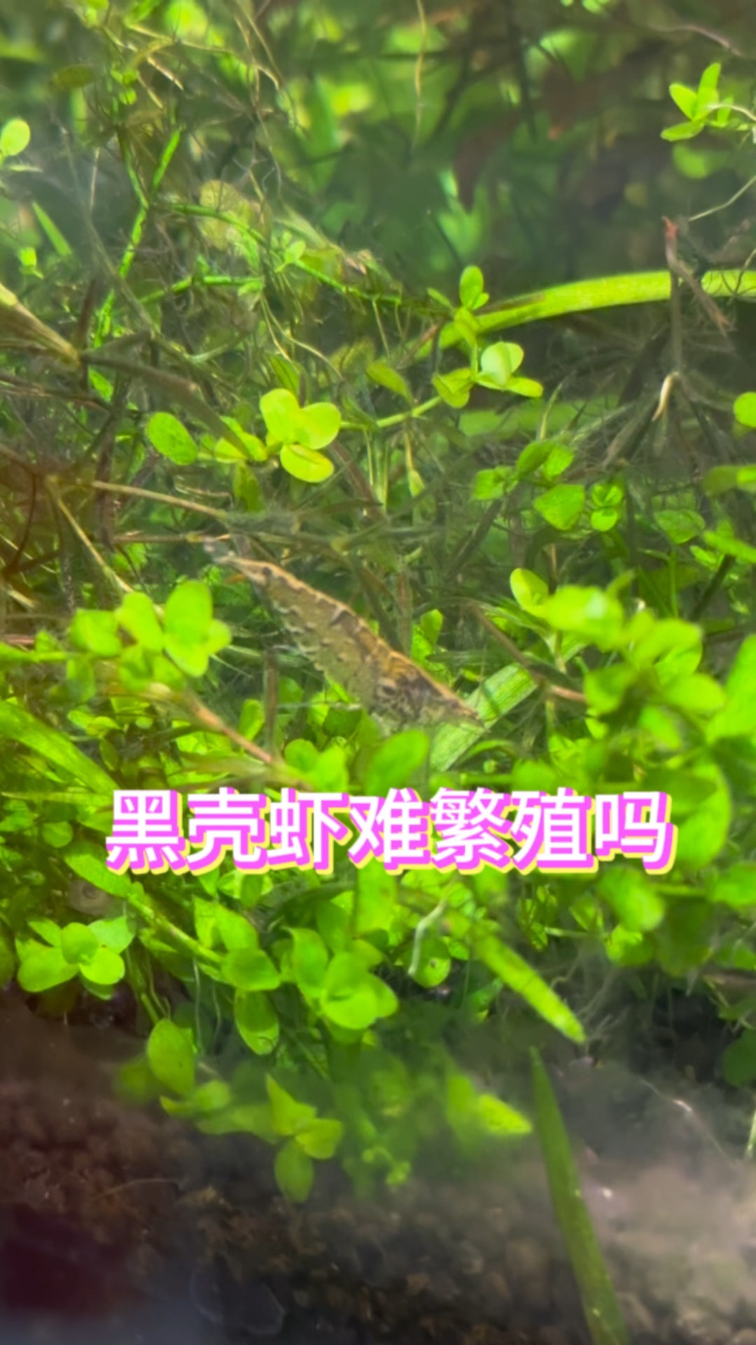 都说黑壳虾难繁殖,其实满足几个条件就可以。#水族 #养鱼日记 #鱼缸里的大自然