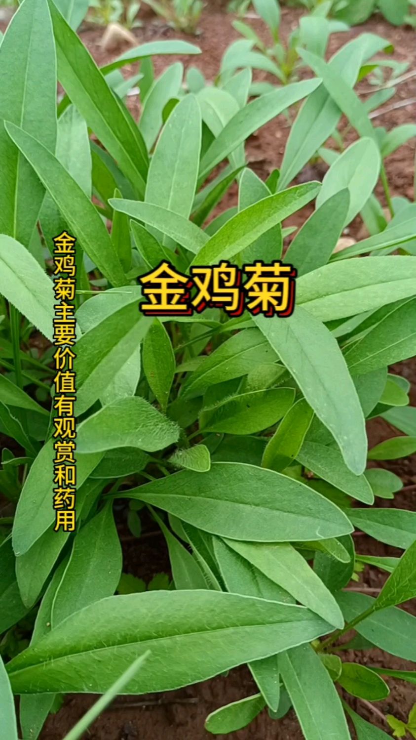 金鸡菊不仅观赏价值高,而且药用价值也很好