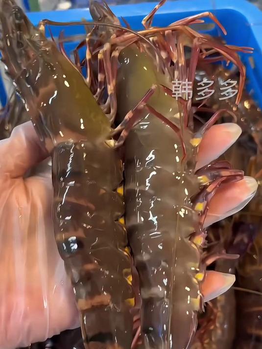 深海黑虎虾,每只都很新鲜?
