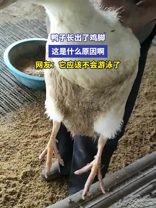 神奇的动物,鸭子长出了鸡脚,这是什么原因啊,网友:它应该不会游泳了