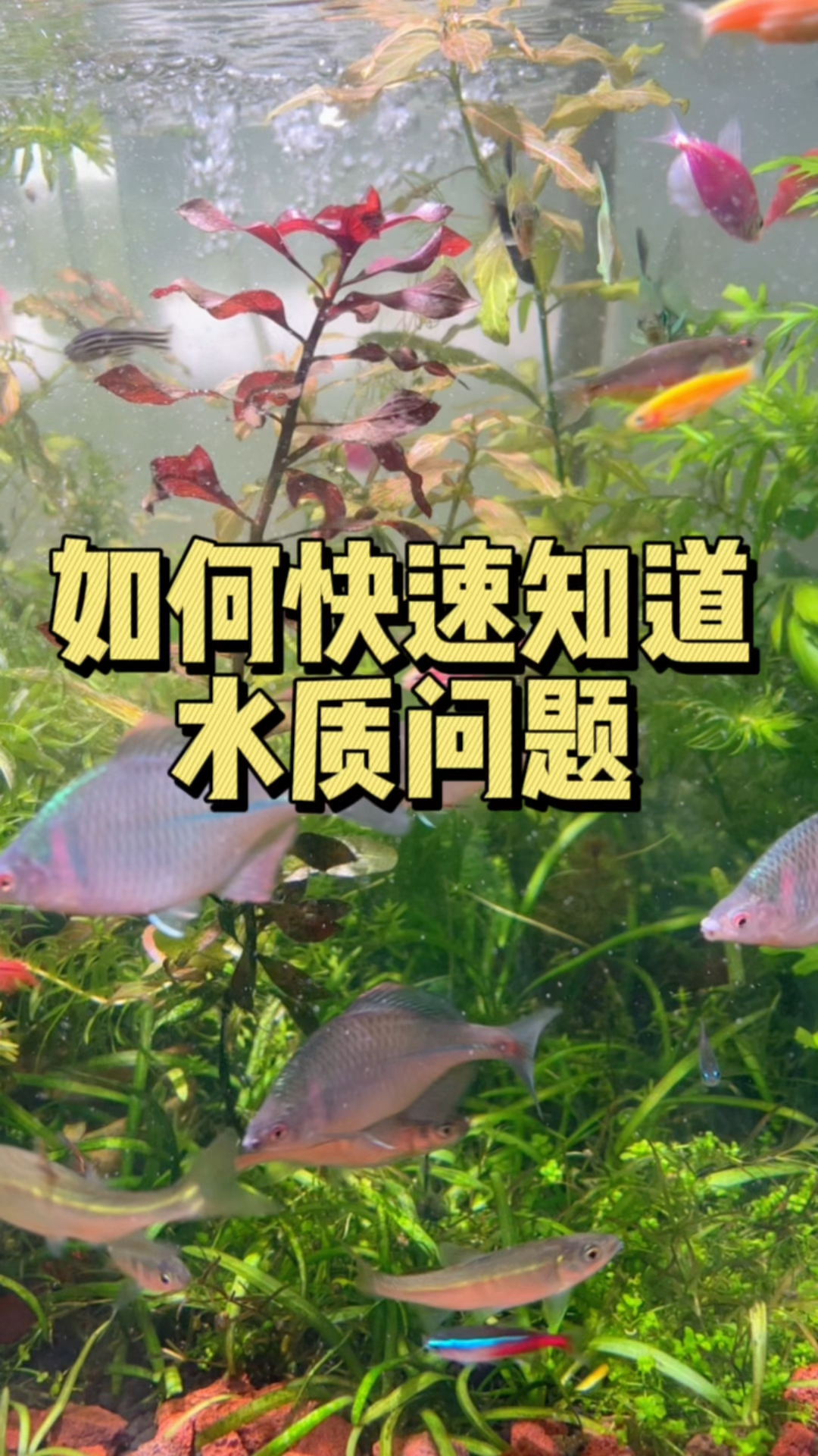 你想快速知道水质问题吗?用六合一检测试纸一测便知哦。#水族 #水质检测 #养鱼日记