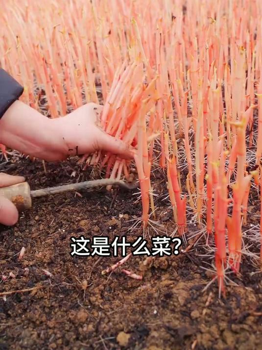 “蔬菜大合集”一口气认识100种蔬菜，你都吃过几种？#蔬菜 #野菜 #涨见识