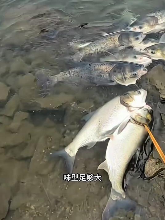 开饵时加鲢鳙伴侣,快速诱鱼进窝,鲢鳙胖头能让鱼获直接翻倍