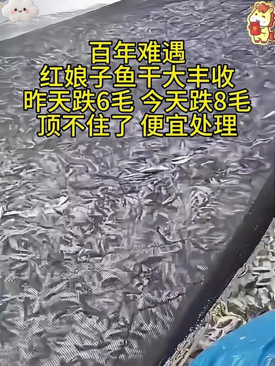 晒场直发一手货源!北海红娘鱼干#晒鱼干_#红娘鱼