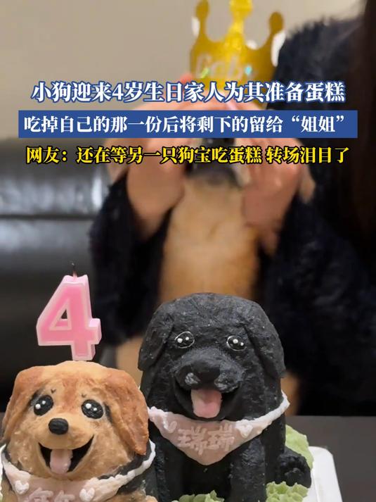 小狗迎来4岁生日家人为其准备蛋糕,吃掉自己的那一份后