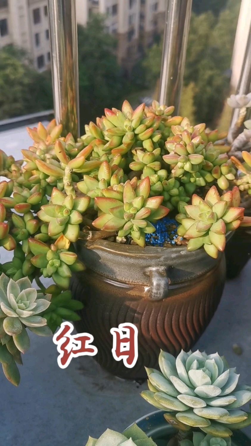 红日是一款自带落日余晖滤镜感的多肉品种,爆仔能力强,容易养成悬崖桩