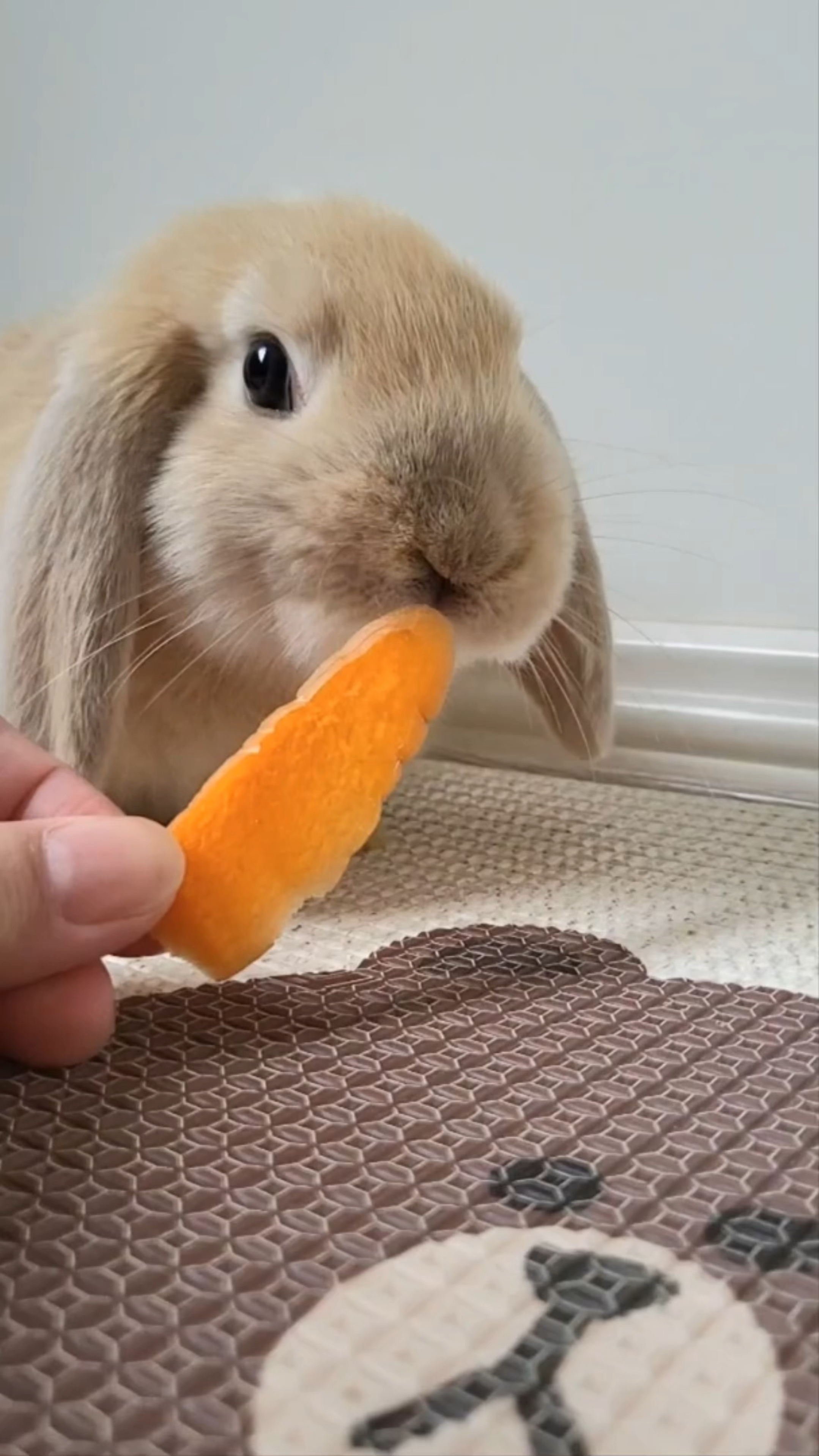 看小兔子吃萝卜干真的是太治愈了。