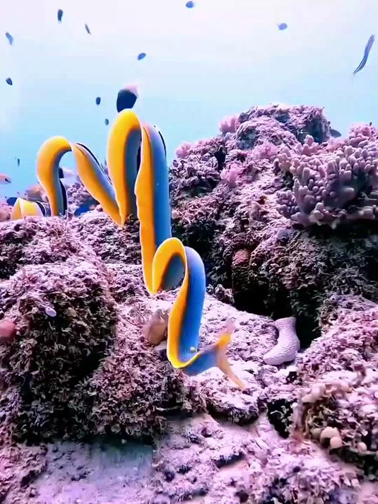 看看海底摸鱼能摸到什么鱼？#海底世界#