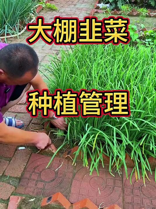 大棚韭菜种植管理