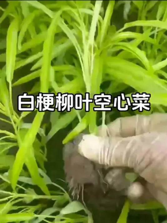 阳台小院种啥好?白梗柳叶空心菜种子超棒
