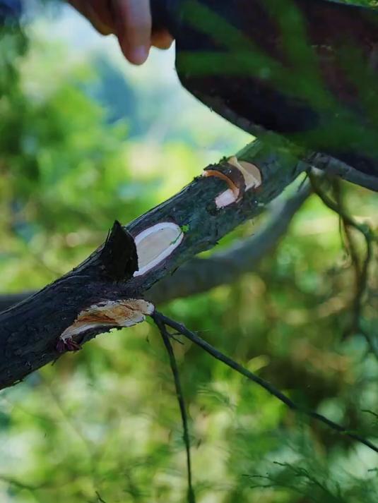 川味麻辣香肠云贵川渝的冬日特供独有的香呢那是来自妈妈的味道