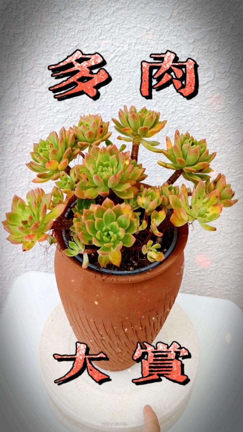 多肉360度动态大赏