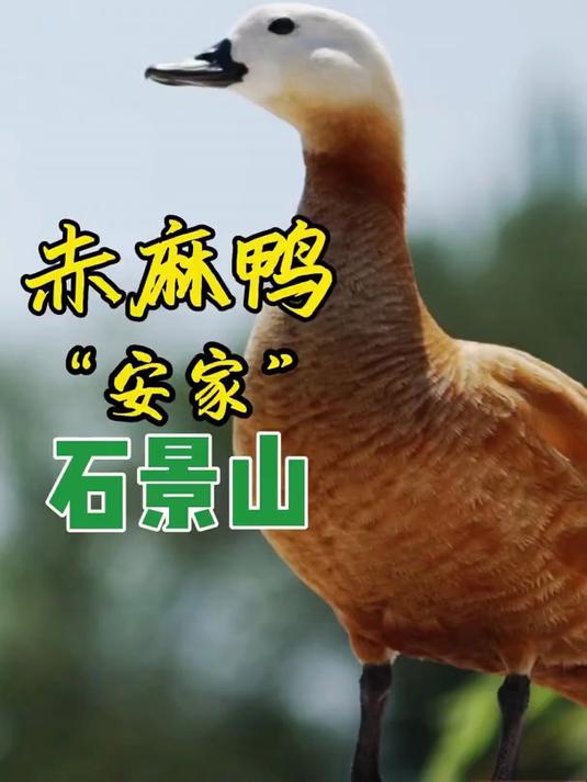 高原精灵赤麻鸭 “安家” 石景山