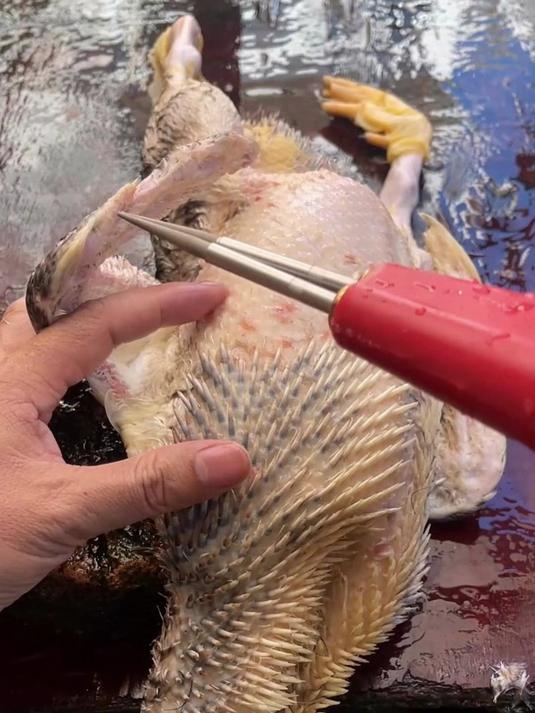 过年杀鸡鸭必备！电动拔毛神器，快速脱毛无残留，省心又高效