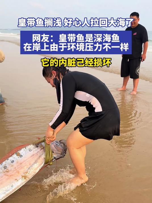 皇带鱼搁浅 好心人拉回大海了 网友:皇带鱼是深海鱼,在岸上由于环境压力不一样,它的内脏己经