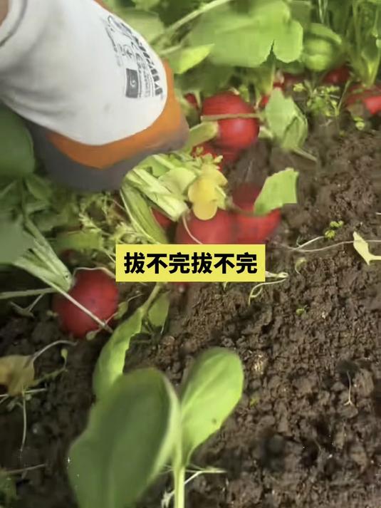 盆栽蔬菜明星品种,不招鸟不招虫害,凉拌清脆赛水果