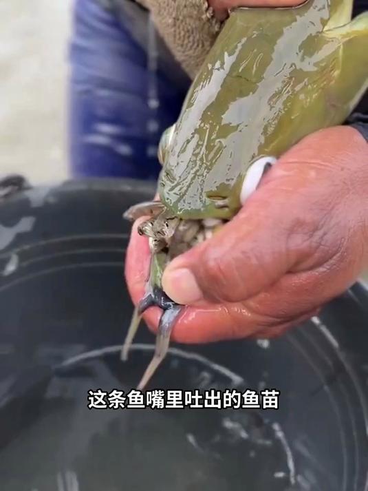龙鱼，在嘴里长大的鱼，还自带营养袋！