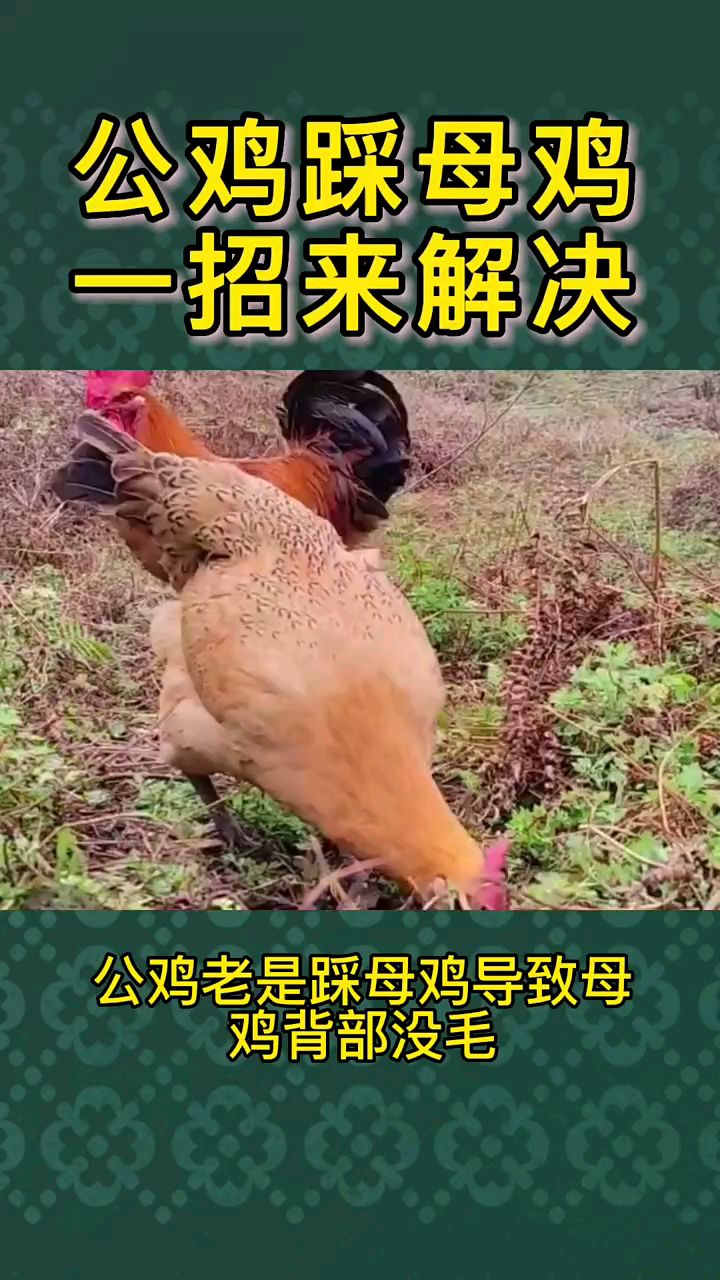 公鸡老是踩母鸡一招来解决