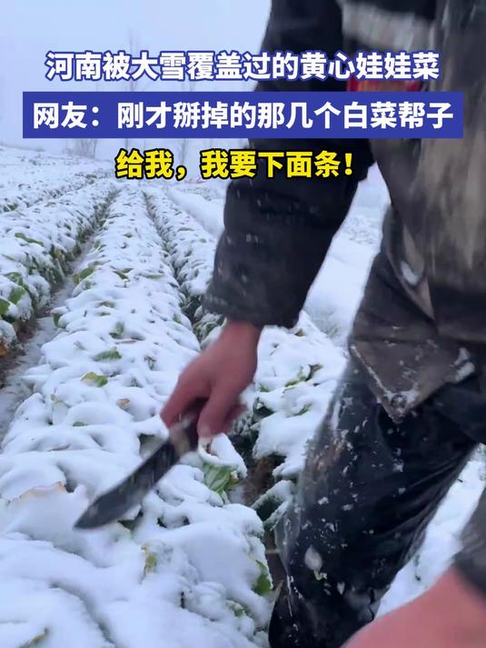 河南被大雪覆盖过的黄心娃娃菜