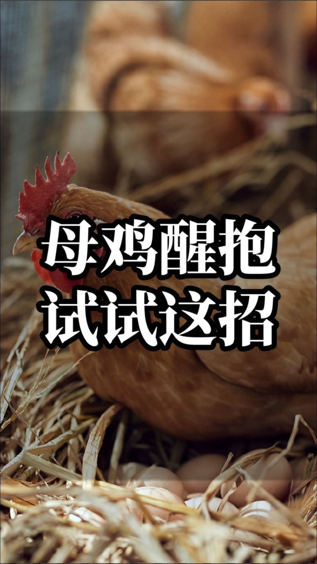 母鸡抱窝不下蛋,一招轻松解决
