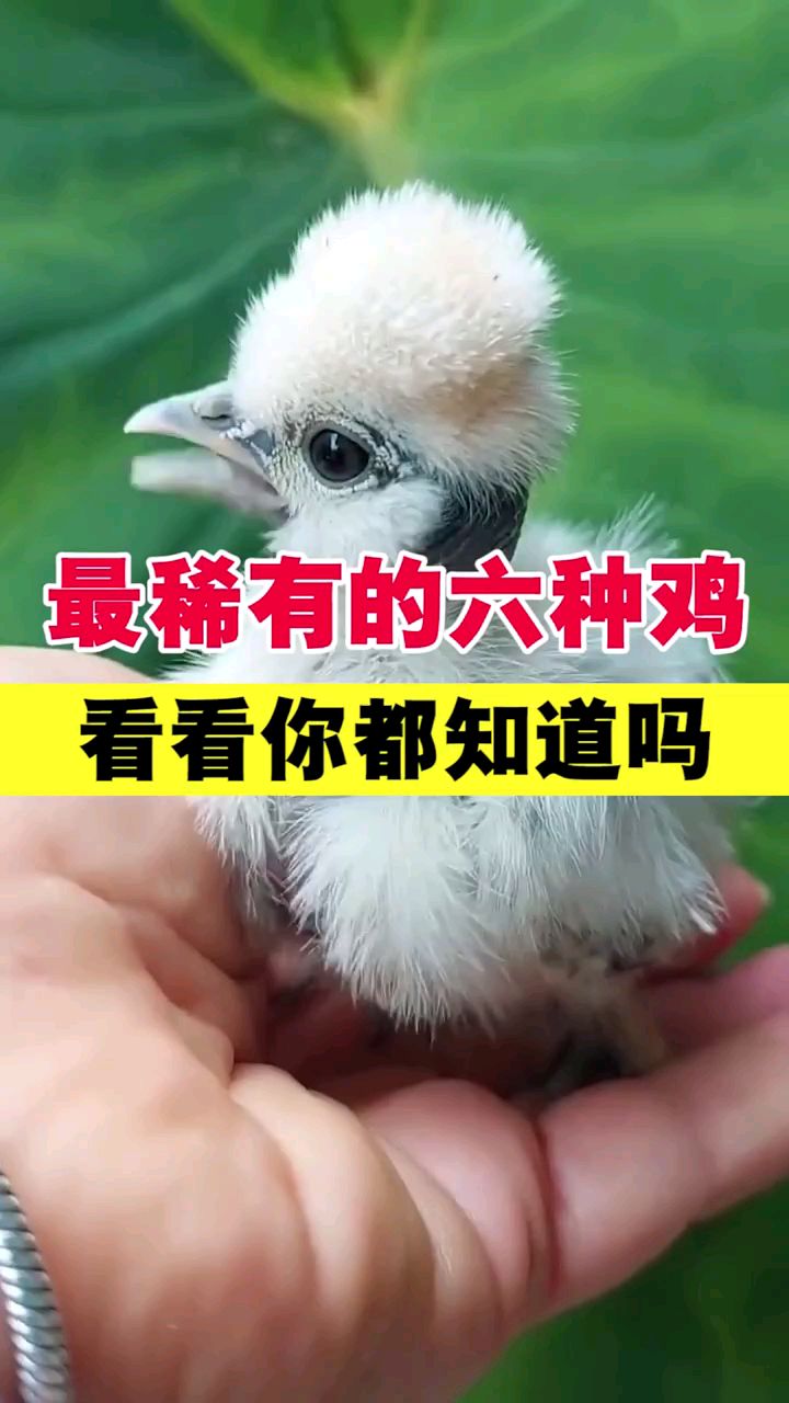 最稀有的六种鸡看看你都知道吗