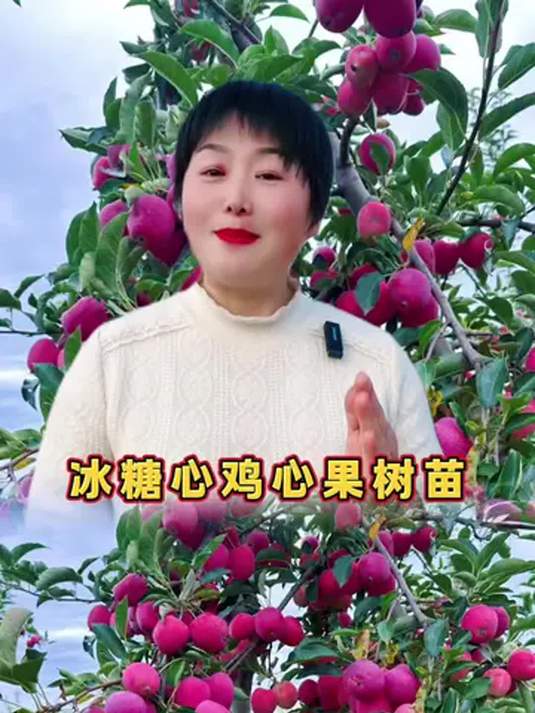 鸡心果苗产量超高,优质种苗基地供应,助力果树种植