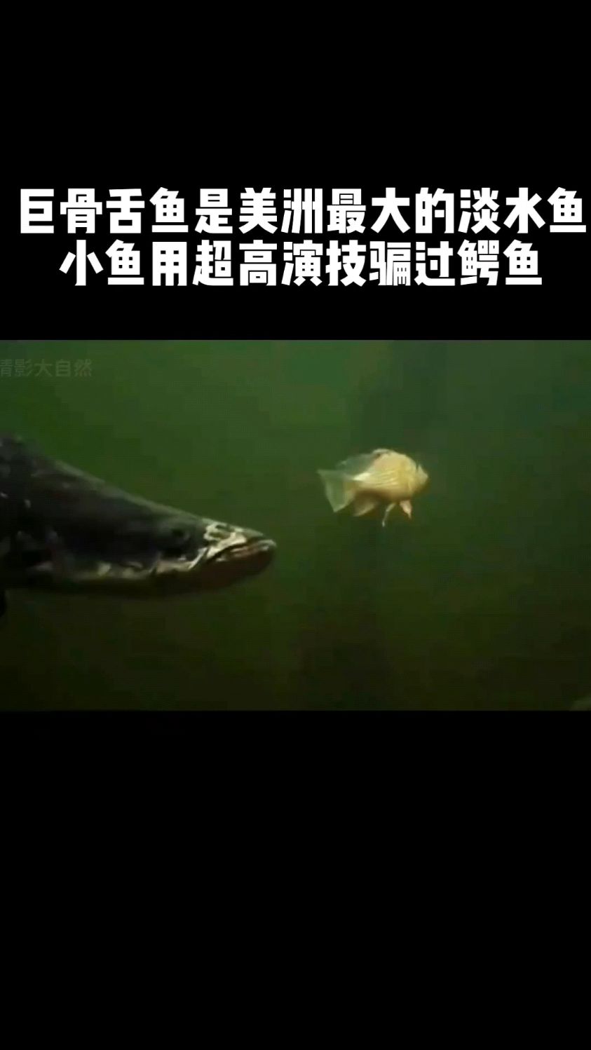 巨骨舌鱼是美洲最大的淡水鱼
