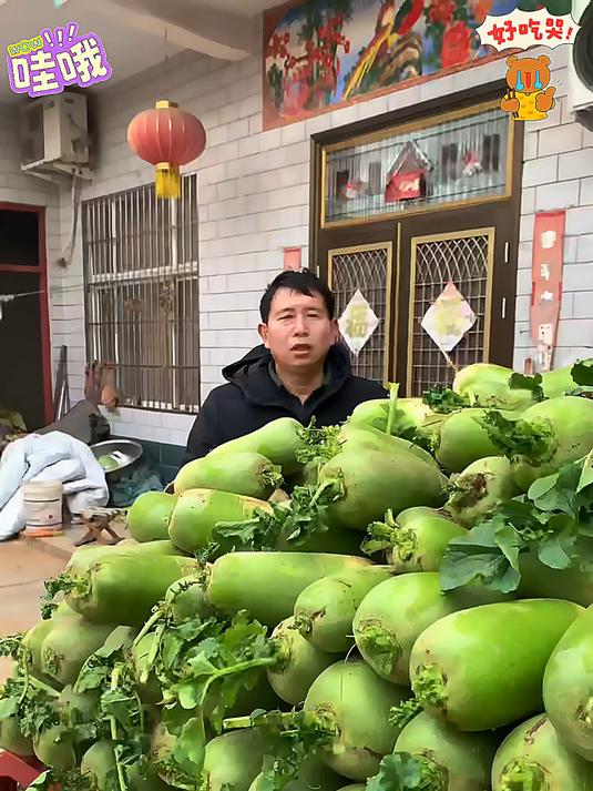 青皮萝卜又到了收获的季节甜脆可口的水果青萝卜生吃口感非常好