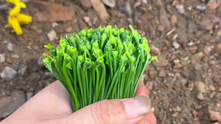 卖菜大姐传授实用技巧：如何快速打出牢固的蔬菜捆扎结 #绳结技巧 #绳结