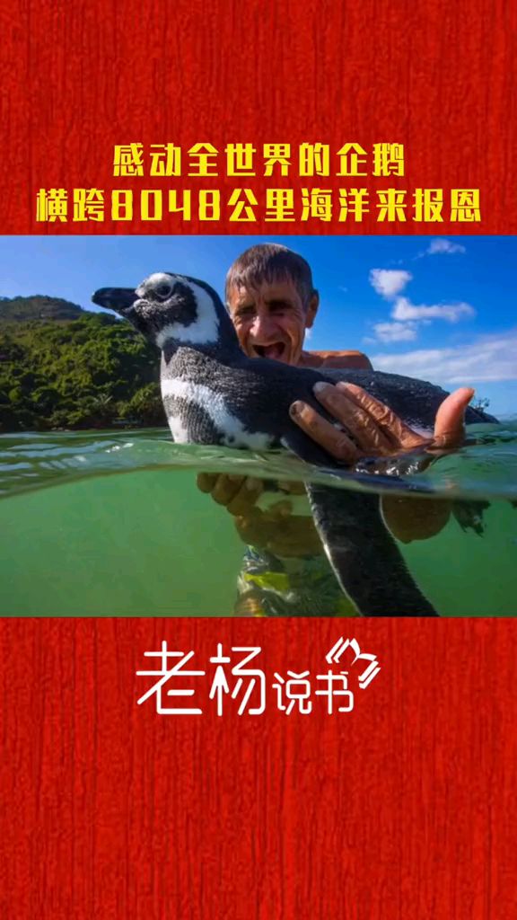 泪目!这只企鹅每年横跨海洋8048公里,只为见他一面!