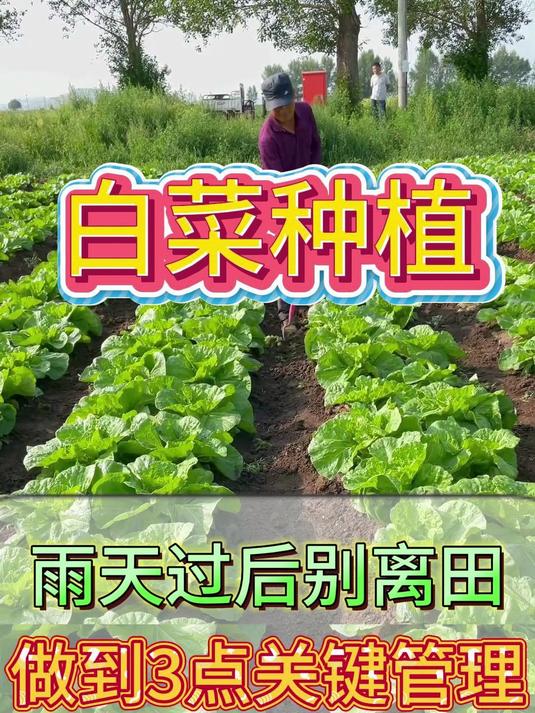 白菜雨后管理很关键，3个步骤护菜田