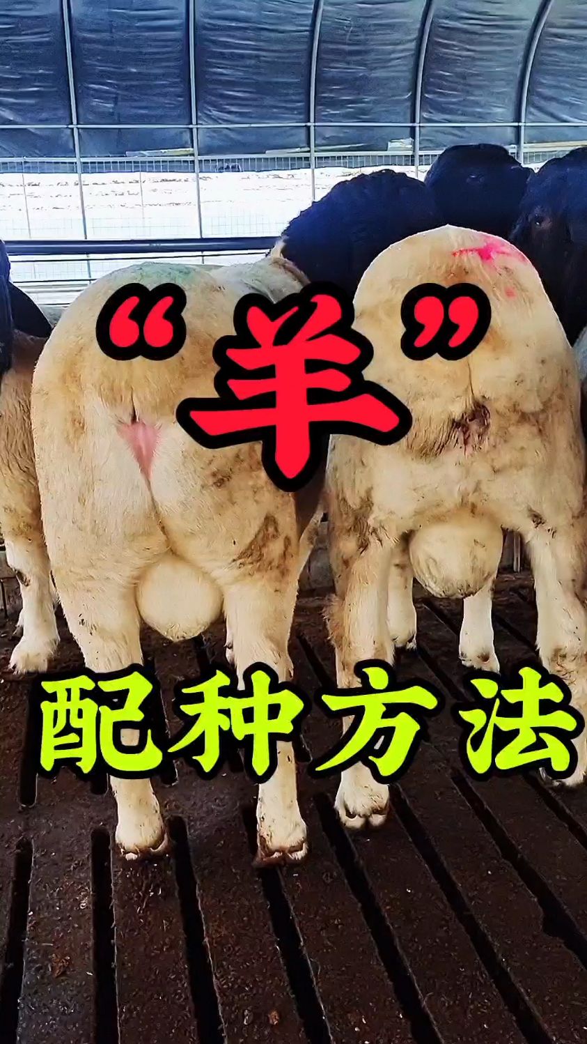 羊的配种方法