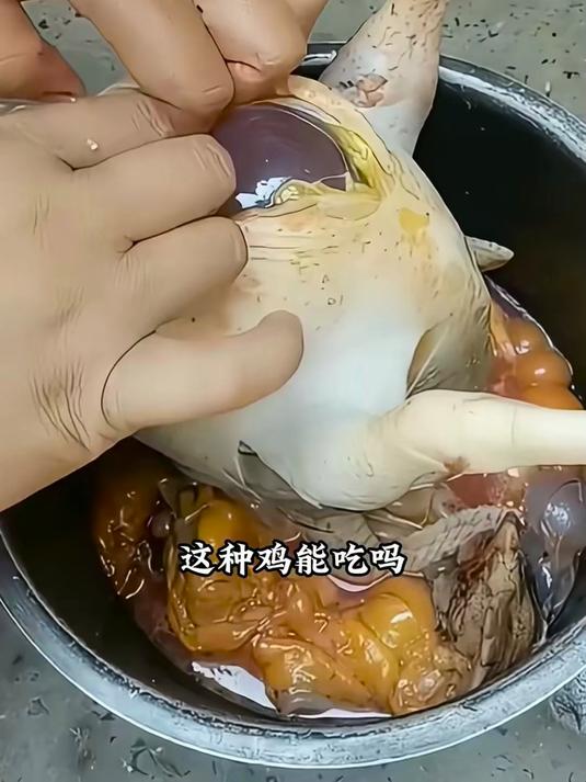 带你认识14种不同的鸡,你知道哪个不能吃#科普##鸡##家禽#