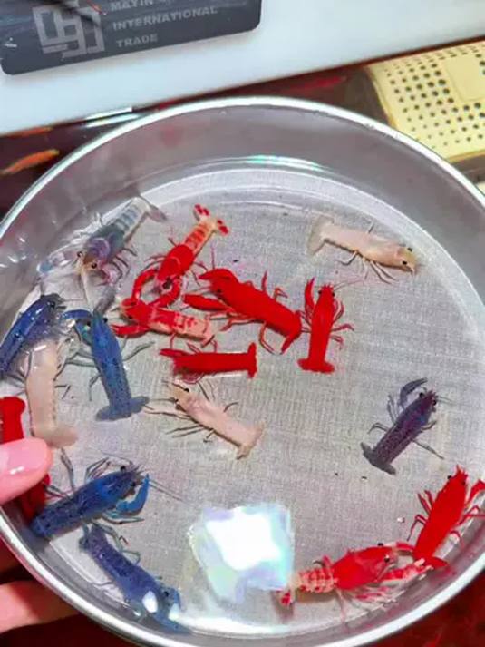 家里有鱼缸?快养五彩鳌虾!清理观赏两不误