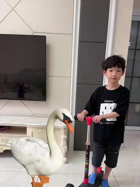 快点一起来玩这个小鹅吧
