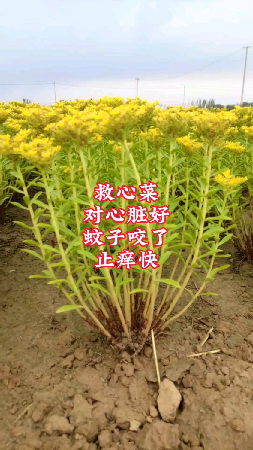 救心菜的2个作用大家非常喜欢,特别是第2个,蚊虫叮咬正需要