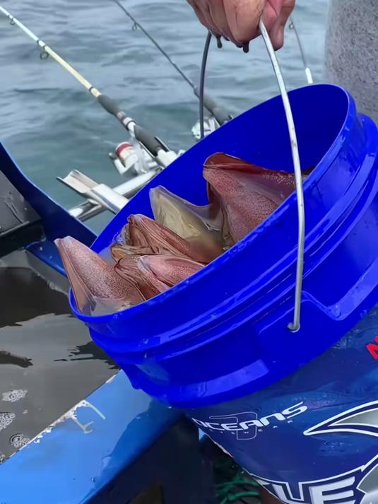 户外海钓:渔民将刚刚捕捞上来的鲜活鱿鱼挂上鱼钩钓获巨型gt