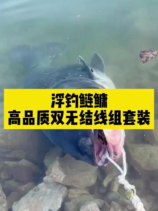 夏季钓鲢鳙必备！鲢鳙双无结线组，专攻暴躁鱼情