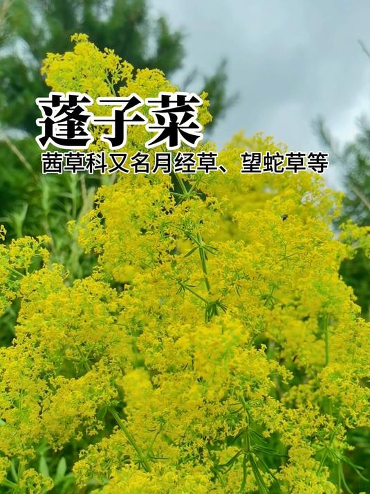 它不仅是野草还是野菜也是野花更是很好的一味本草它就是篷子菜