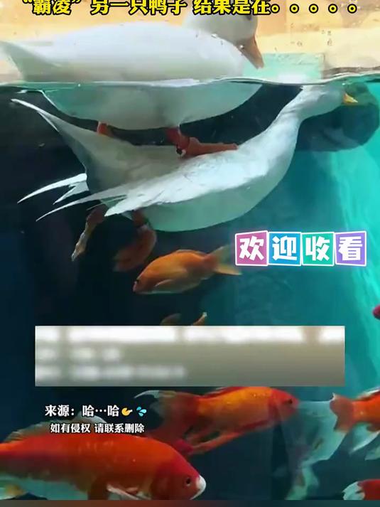 女子看到一只鸭子在“霸凌”另一只鸭子,结果是在……